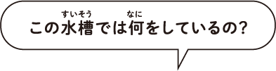 この水槽では何をしているの？